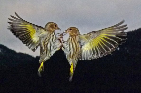 pine-siskins-sparing