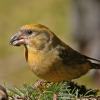 red-crossbill-female-2