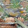 red-crossbill-female-with-just-shucked-spruce-seed
