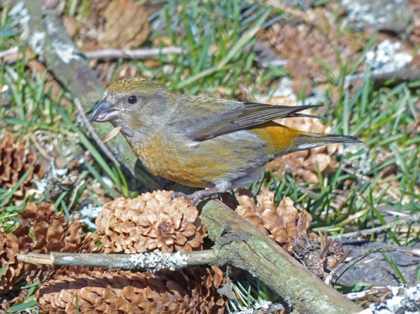 red-crossbill-female-with-just-shucked-spruce-seed