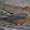 red-crossbill-male
