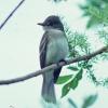alder-flycatcher-2