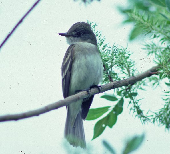 alder-flycatcher-2