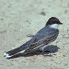 eastern-kingbird