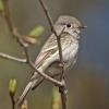 hammond-s-flycatcher-adult-side-view