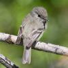 hammond-s-flycatcher-adult