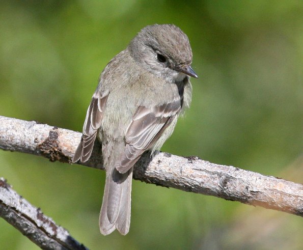 hammond-s-flycatcher-adult