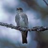 olive-sided-flycatcher-front-view