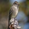 olive-sided-flycatcher