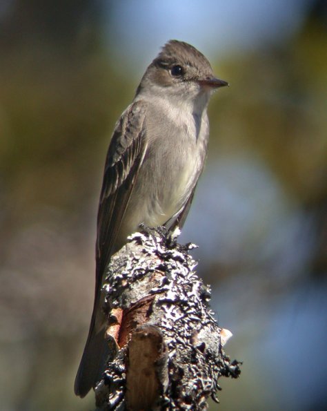 olive-sided-flycatcher