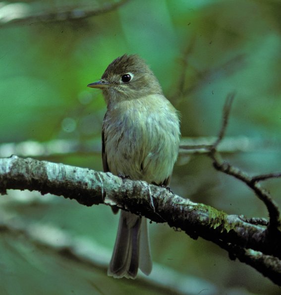 pacific-slope-flycatcher-adult-front-view