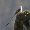 scissor-tailed-flycatcher-in-juneau