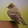 western-wood-pewee-adult-back-view
