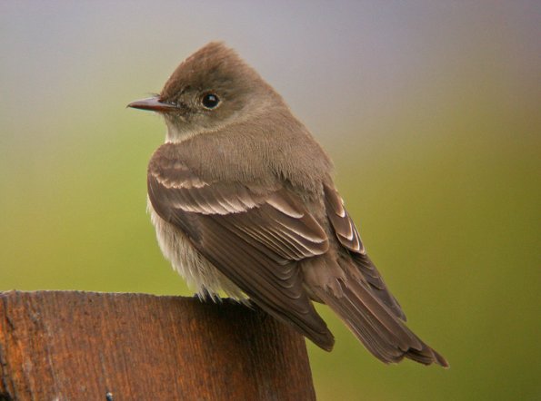 western-wood-pewee-adult-back-view
