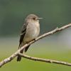 western-wood-pewee-adult-front-view