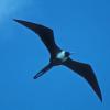 magnificent-frigatebird-female