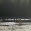 Canada-Geese-resting-along-Mendenall-Lake-on-October-31-2015