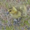 Canada-Goose-chick-Potter-Marsh-June-1-2015