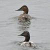 Canvasback-male-female