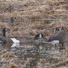 Geese-feeding-on-Lyngby-s-Sedge-1-by-Bob-Armstrong