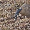 Goose-feeding-on-Lyngby-s-Sedge-2-by-bob-armstrong