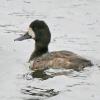 Greater-Scaup-female