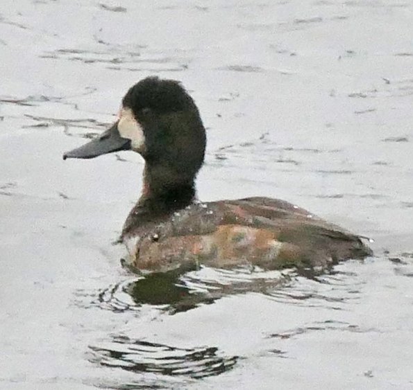 Greater-Scaup-female