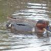 Green-winged-Teal-male-feeding-Potters-Marsh