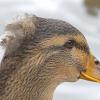 Mallard-domestic-female