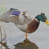 Mallard-domestic-male-2