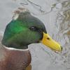 Mallard-domestic-male