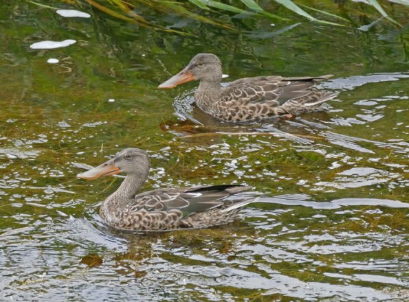 Northern-Shoveler