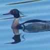Red-breasted-Merganser-Talkeetna-June-1-2015