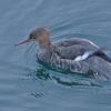 Red-breasted-Merganser-female