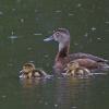 Ring-necked-Duck-female-with-chicks