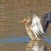 Shoveler-female-with-wings-raised