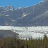 Trumpeter-Swans-at-Mendenhall-Lake-3