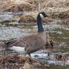 Vancouver-Canada-Goose-portrait
