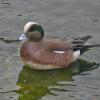 american-wigeon-male