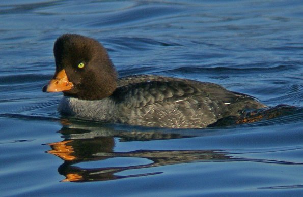 SAMSUNG DIGITAL CAMERA