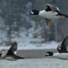 barrow-s-goldeneyes-in-flight
