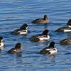 barrow-s-goldeneyes-juneau-ak-feb.-16-2006