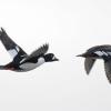 barrow-s-goldeneyes-male-left-and-female
