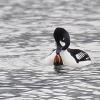 barrow-s-goldeneyes-mating