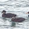 black-scoter-and-surf-scoter-with-capture-image-from-video