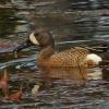 blue-winged-teal-male-feeding