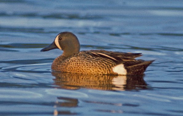 blue-winged-teal-male