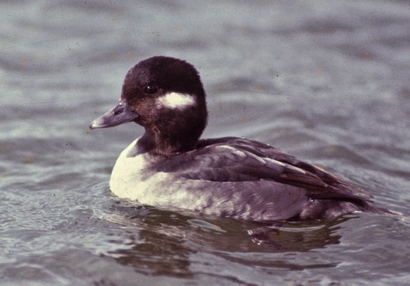 bufflehead-female-modified