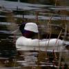 bufflehead-male