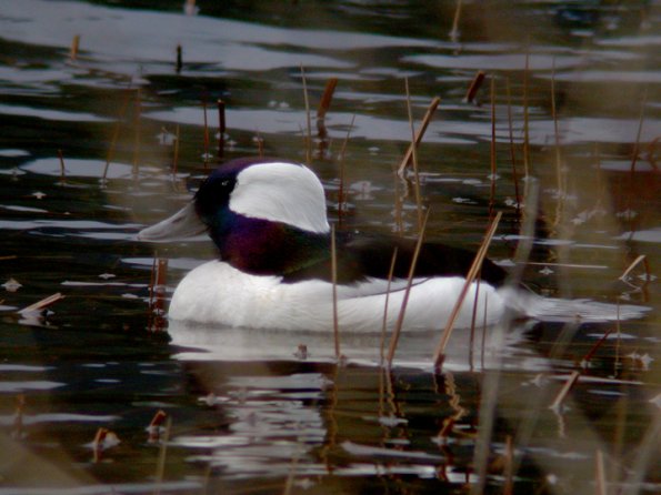 bufflehead-male